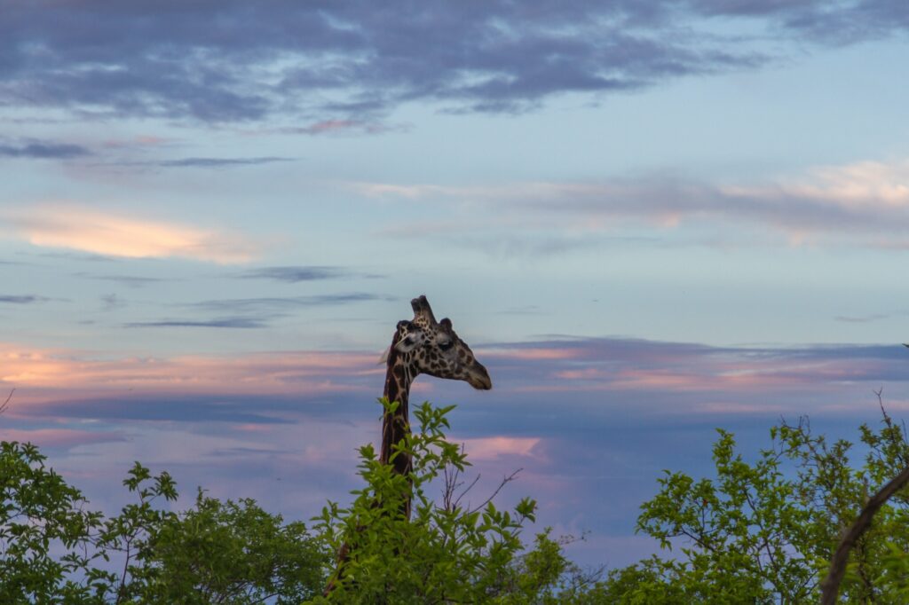 Closeup shot of a giraffe in Tarangire National Park, Tanzania