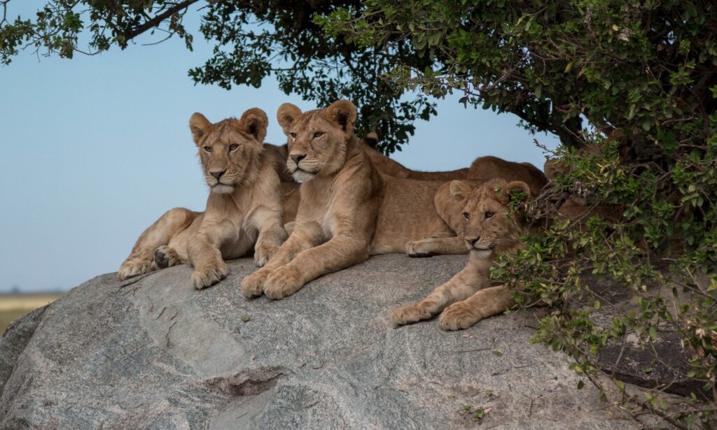 Lions lying on a rock in The Serengeti Park in Tanzania
