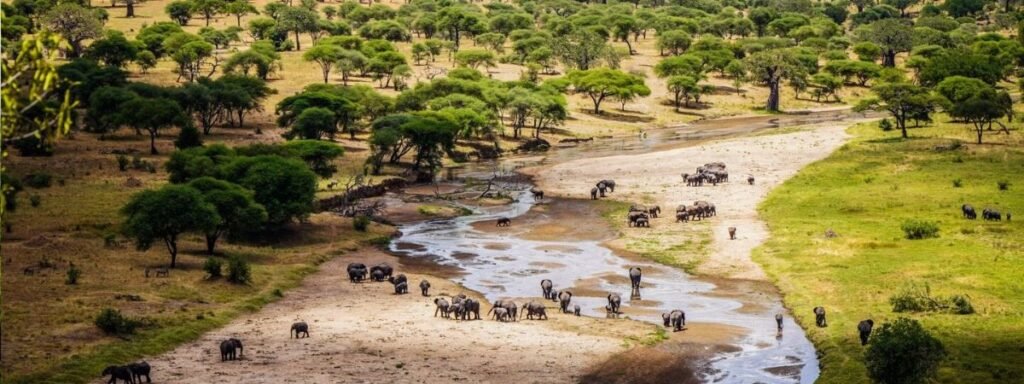 tarangire national park safari